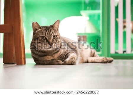 A tabby cat lying on the floor, lifting its head.