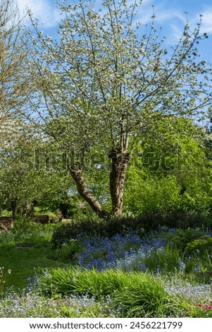 Nature takeover in a bedhead garden: bluebells and other meadow flowers grow outside the historical walled garden near Long Meadow at Eastcote House Gardens, Eastcote Hillingdon, UK Royalty-Free Stock Photo #2456221799