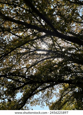 The dark bloom of the sun is coming through the tree leaves. Royalty-Free Stock Photo #2456221897