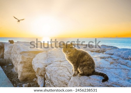 An Istanbul cat on the shores of the Sea of Marmara. Looking at the camera. Cute stray cat