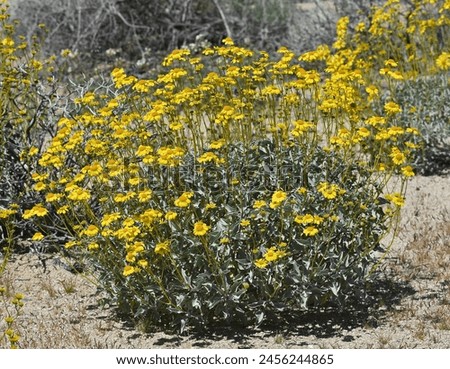 Brittlebush, Encelia farinosa, has fragrant leaves and yellow petaled flowers in the sunflower family. These were in the Cottonwood region of Joshua Tree National Park. Royalty-Free Stock Photo #2456244865