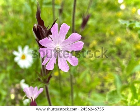 Beautiful nature photo, meadow with white pink plant, flower, petals in the city, blurred bokeh green growth, daisy background 