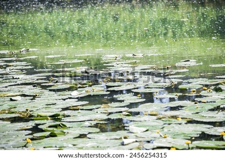 Grouth of water lily on the surface of a river in april