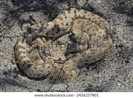 Mojave Desert Sidewinder, Crotalus cerastes cerastes, also called horned rattlesnake or sidewinder rattlesnake. This is a pair of mating venomous pit vipers found in Joshua Tree National Park.  Royalty-Free Stock Photo #2456257801