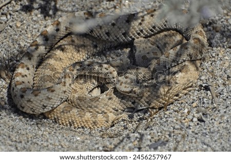 Mojave Desert Sidewinder, Crotalus cerastes cerastes, also called horned rattlesnake or sidewinder rattlesnake. This is a pair of mating venomous pit vipers found in Joshua Tree National Park.  Royalty-Free Stock Photo #2456257967