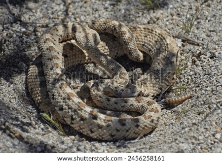 Mojave Desert Sidewinder, Crotalus cerastes cerastes, also called horned rattlesnake or sidewinder rattlesnake. This is a pair of mating venomous pit vipers found in Joshua Tree National Park.  Royalty-Free Stock Photo #2456258161