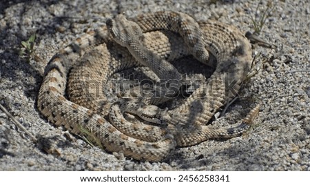 Mojave Desert Sidewinder, Crotalus cerastes cerastes, also called horned rattlesnake or sidewinder rattlesnake. This is a pair of mating venomous pit vipers found in Joshua Tree National Park.  Royalty-Free Stock Photo #2456258341