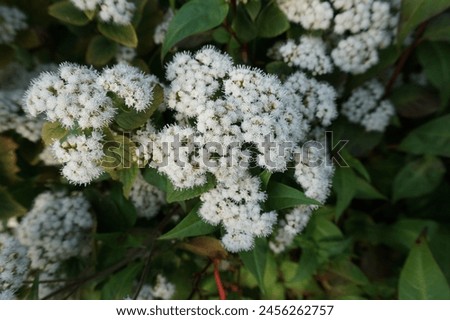 Scientific name Ageratina adenophora and common name Crofton weed plant