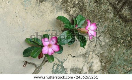 Portrait of the Adenium obesum plant in front of a mossy wall Royalty-Free Stock Photo #2456263251