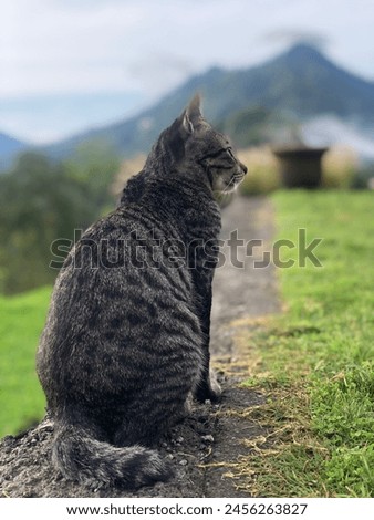 Grey and black cat at the mountain