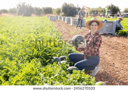 Cheerful woman gathering ripe watermelons on fruit farm. Harvesting of edible fruits on plantation. Royalty-Free Stock Photo #2456270103