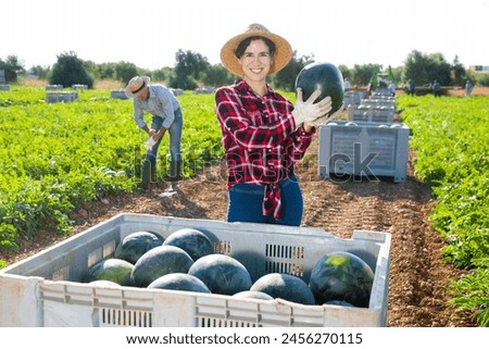 Cheerful woman gathering ripe watermelons on fruit farm. Harvesting of edible fruits on plantation. Royalty-Free Stock Photo #2456270115