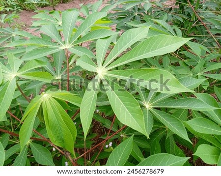 Cilegon 01.05,2024 Young cassava leaves have a soft texture
