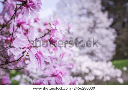 Close-up of gorgeous pink magnolia flowers in full bloom during spring at the Dominium Arboretum, Ottawa, Ontario, Canada. Floral and peaceful background with depth of field. Photo taken in May 2023.