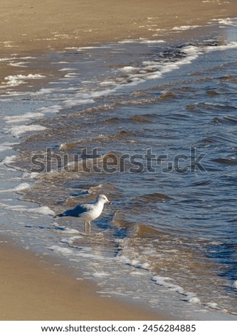 Sunrise Stroll of seagull in Raritan Bay, Perth Amboy, New Jersey. 