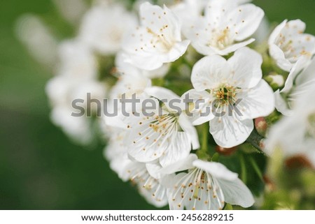 Spring blossom background. Beautiful nature scene with blooming tree on sunny day. Spring flowers. Beautiful orchard in Springtime. Abstract background