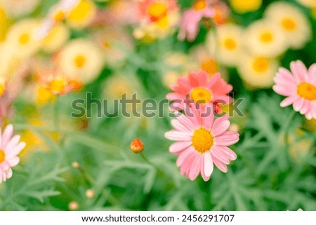 Spring blossom，Nature background or Flower texture