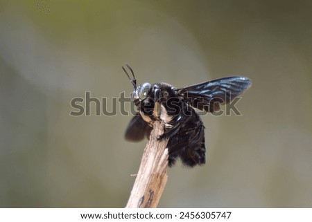 Bangbara, Carpenter Bee
Xylocopa latipes Drury, 1773, Apidae Royalty-Free Stock Photo #2456305747