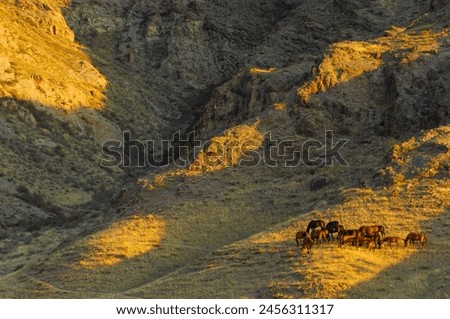 Enjoy the natural beauty of the river steppe rocks at sunset. Horses roam freely in their natural environment. Take stunning photos of the picturesque landscape.