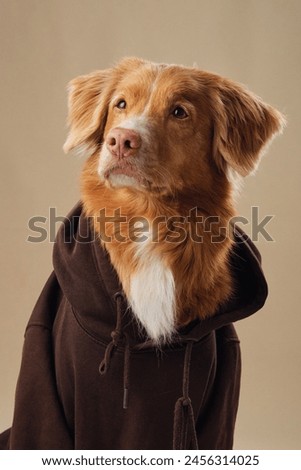 A Nova Scotia Duck Tolling Retriever dog dons a hoodie, merging cozy with cute