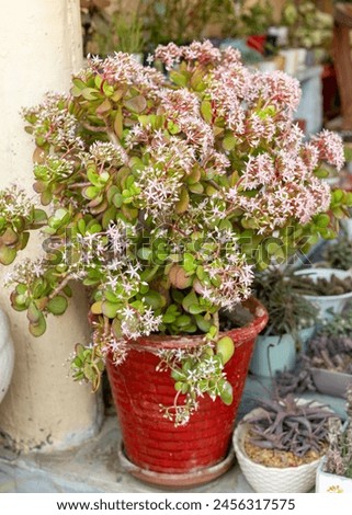 Crassula ovata blooming succulent plant in garden in red pot