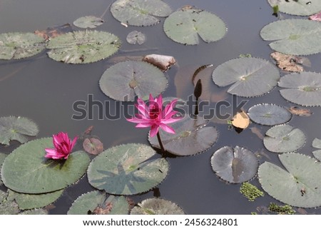 A view in an aquatic pond: two blooming flowers of water lily, surrounded by leaves floating on the water.