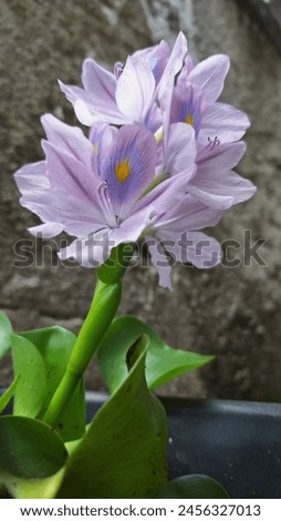 Close-up photo of a water hyacinth flower with delicate petals and vibrant colors