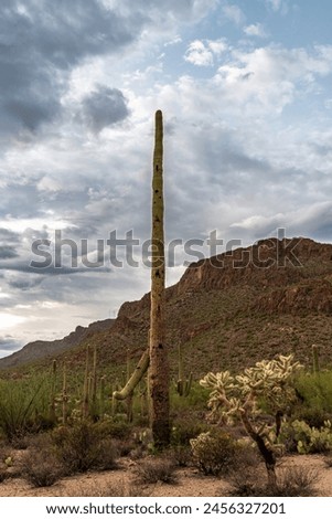 It's a beautiful picture of a saguaro right before a storm. 