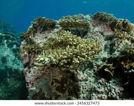 Common Hermatypic Reef-Building Stony Hard Corals - Tropical Reef Life Undersea Indo Pacific Ocean. South East Asia Marine Species.
