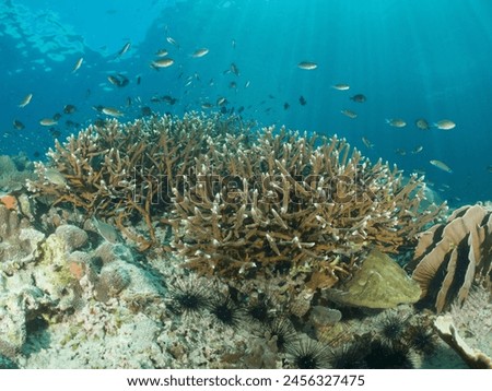 Common Hermatypic Reef-Building Stony Hard Corals - Tropical Reef Life Undersea Indo Pacific Ocean. South East Asia Marine Species.