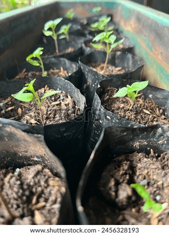Plant seeds are sown so they can be planted into large trees