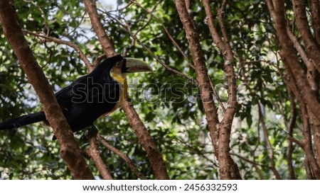 A bright tropical bird Ramphastos dicolorus  green-billed toucan sits on a tree branch among the foliage. Black with yellow and red plumage, large green beak, blue eyes. Brazil. Bird Park. 