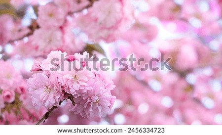 A wedding or anniversary invitation with a blurred pink background features a sprig of cherry blossoms on the right. The image can be used as a Valentine card.