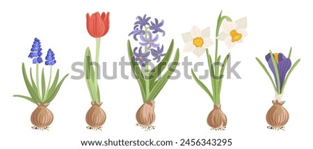 bulbous plants, spring flowers, vector drawing floral elements, hand drawn botanical illustration Royalty-Free Stock Photo #2456343295