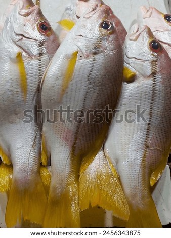 Caesioninae or yellowtail fish ready to be sold at the fish market