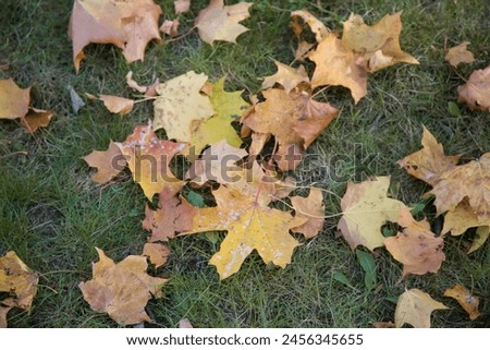 Beautiful autumn Orange brown yellow maple leaves on green grass carpet