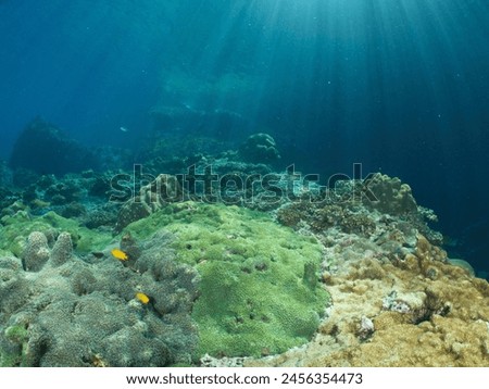 Hermatypic Corals Barrier Reef. Indo Pacific Ocean. Southeast Asia.         