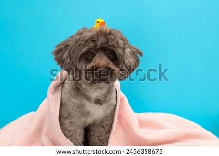 Cute Maltipoo dog wrapped in towel with bath duck on light blue background. Lovely pet