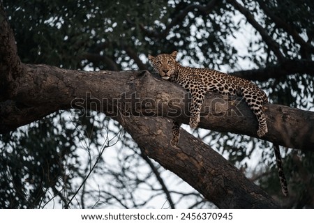 Picture in Botswana for leopard relaxing on the tree.
