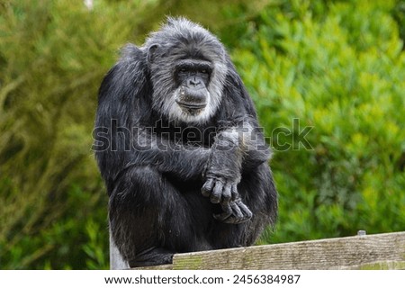 The chimpanzee, also simply known as the chimp, is a species of great ape native to the forests and savannahs of tropical Africa. Royalty-Free Stock Photo #2456384987