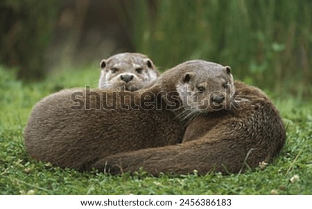 The Congo clawless otter, also known as the Cameroon clawless otter, is a species in the family Mustelidae.