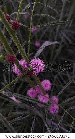 the shy princess plant or mimosa pudica is blooming
