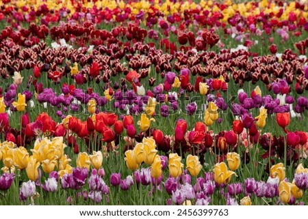 Beautiful tulips in the field