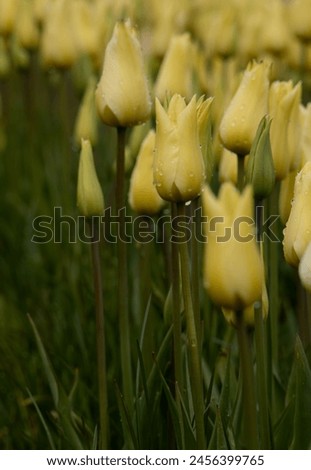 Beautiful tulips in the field