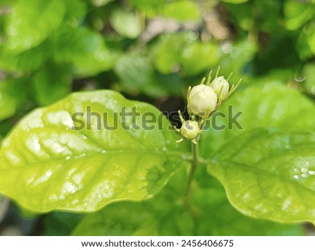Green leaves of tropical ornamental plants  The bud of a jasmine flower about to bloom is the beginning of its beauty. Copy space.