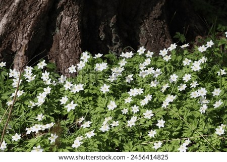 Sweden. Anemonoides nemorosa, the wood anemone, is an early-spring flowering plant in the buttercup family Ranunculaceae, native to Europe.  Royalty-Free Stock Photo #2456414825