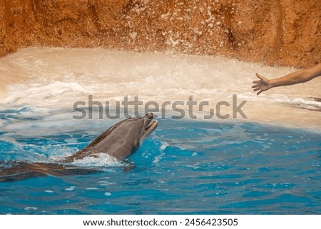 The trainer guides the dolphin through graceful movements, showcasing their synchronized performance. The playful energy and joy exuded by both trainer and dolphin create a captivating picture.