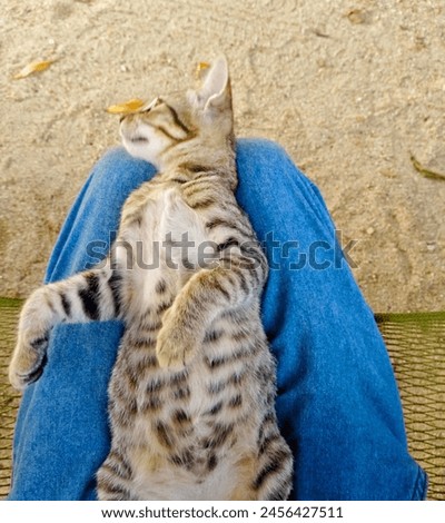 Tabby cat sitting on owner's lap 