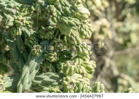 Closeup, green cactus Cylindropuntia Imbricata Royalty-Free Stock Photo #2456427987