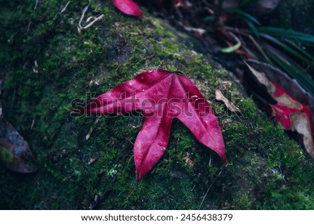 Red maple leaf at Phu Luang Wildlife Sanctuary, Loei, Thailand.( Acer calcaratum )